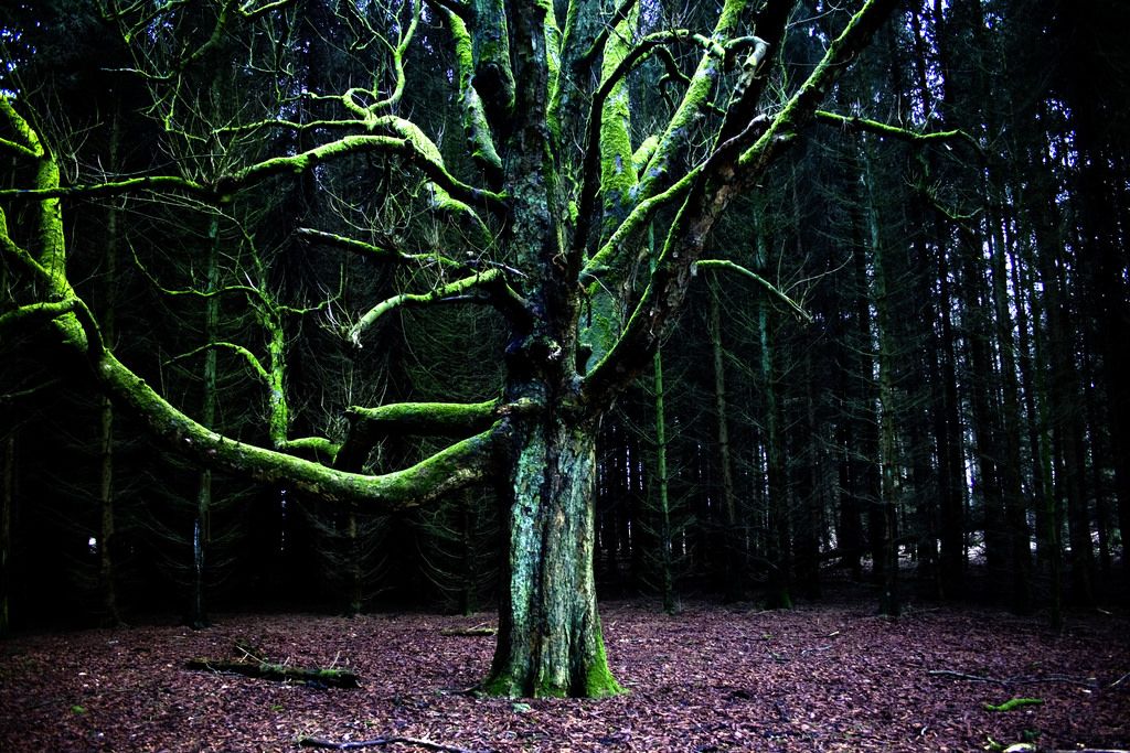 Blog – Alexandra Nechita